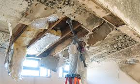 Best Industrial Mold Remediation  in , WY